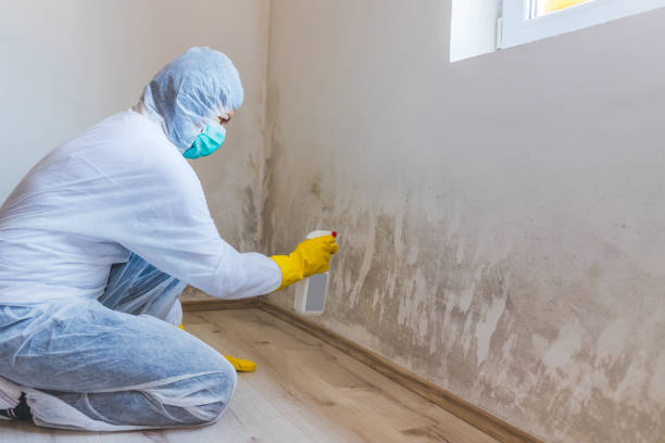 Licensed Basement Mold Remediation service in Levittown, PA - Mold Remediation HQ