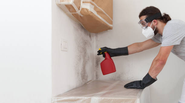 Professional Basement Mold Remediation technician working in Levittown, PA