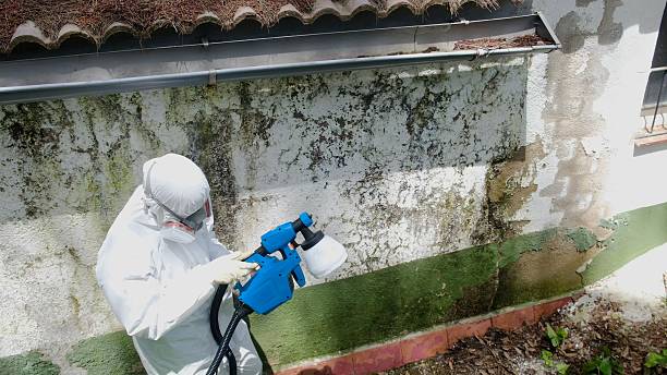 Top rated local Basement Mold Remediation specialists in Levittown, PA